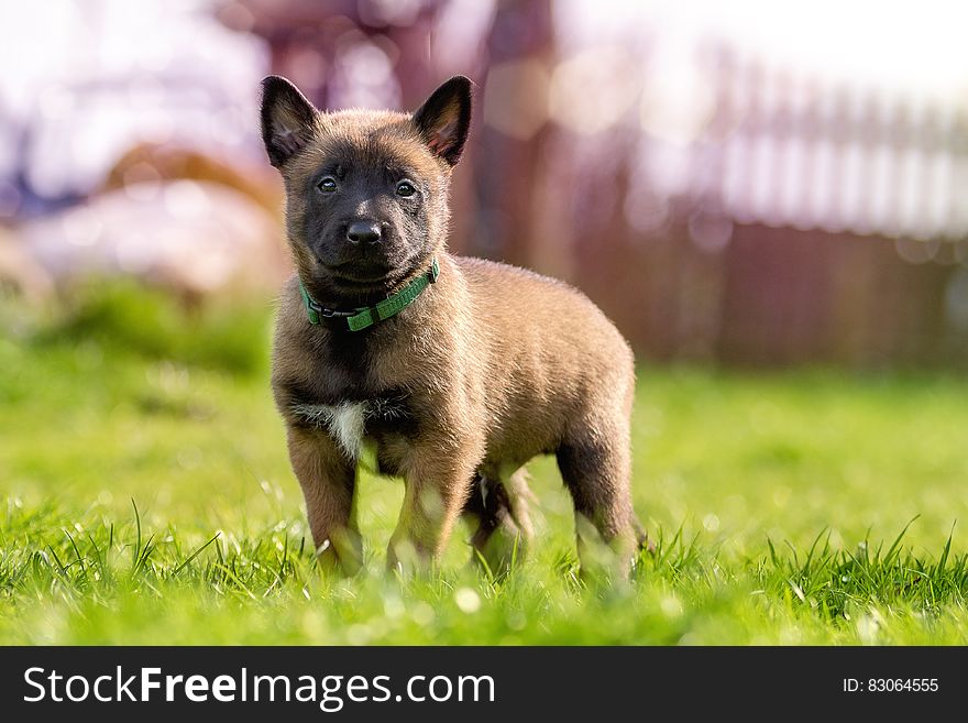 Fawn and Black Belgian Malinois Puppy on Green Grass