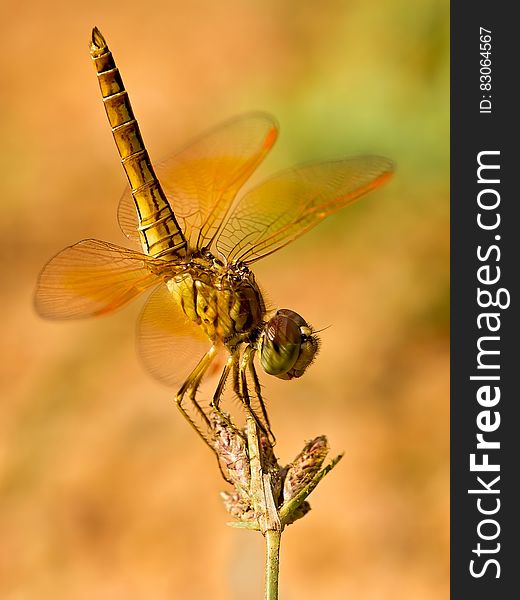 Macro close up of dragonfly on top of flower in sunny garden. Macro close up of dragonfly on top of flower in sunny garden.