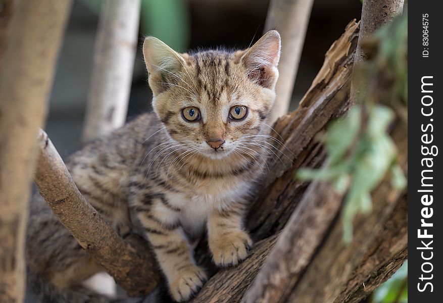 Brown Tabby Kitten on Tree Branch