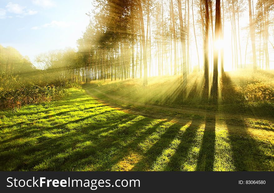 Sunlight filtering through trees at sunset over green field. Sunlight filtering through trees at sunset over green field.