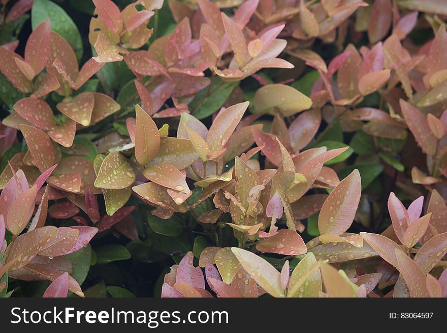 Pink And Brown Plant With Rain Drops