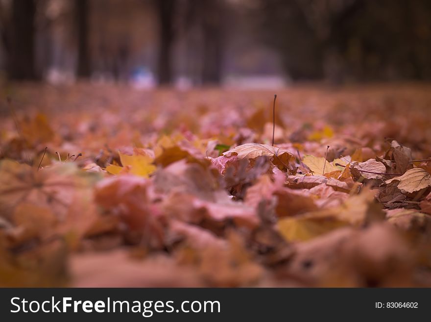 Withered Leaves on Floor Focus Photography