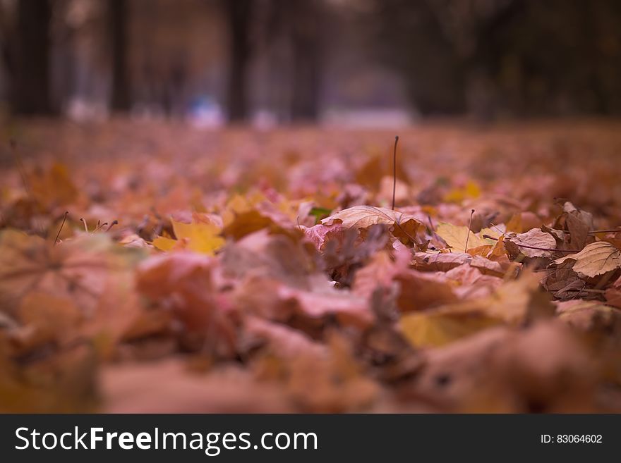 Withered Leaves On Floor Focus Photography