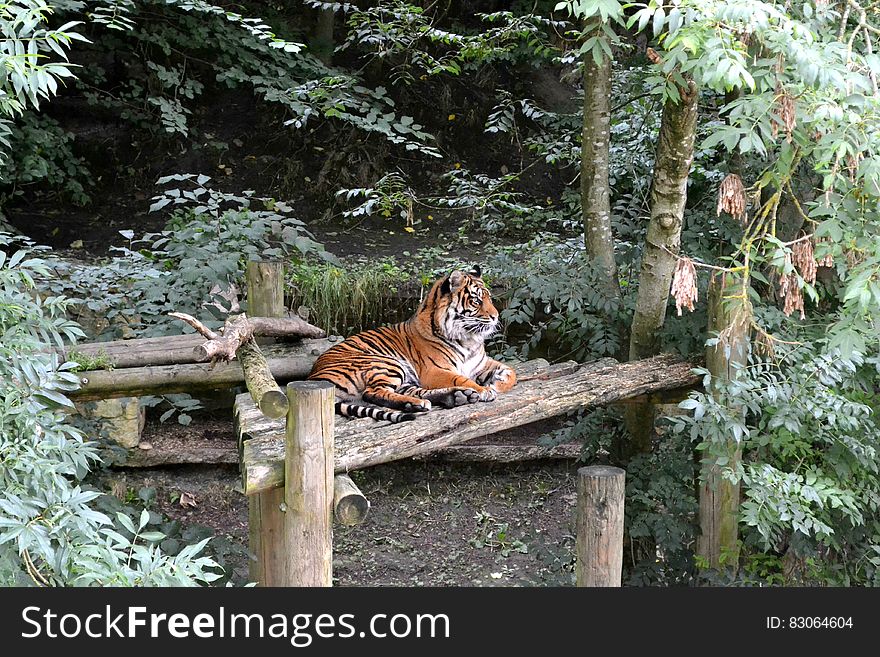 Brown and Black Tiger Sitting on Brown Wooden Table during Daytime