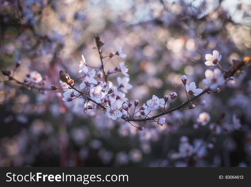Cherry Blossoms Close Up Photography