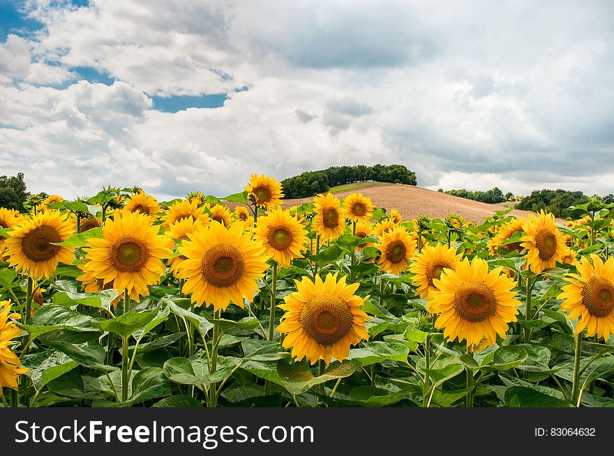 A field of sunflowers under cloudy skies.