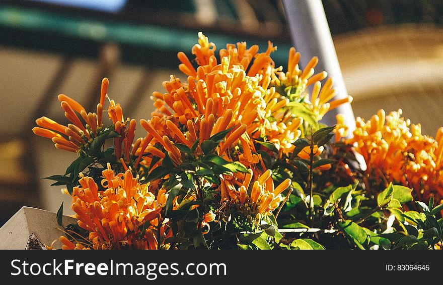 Close Up Photo Of Orange Petaled Flower