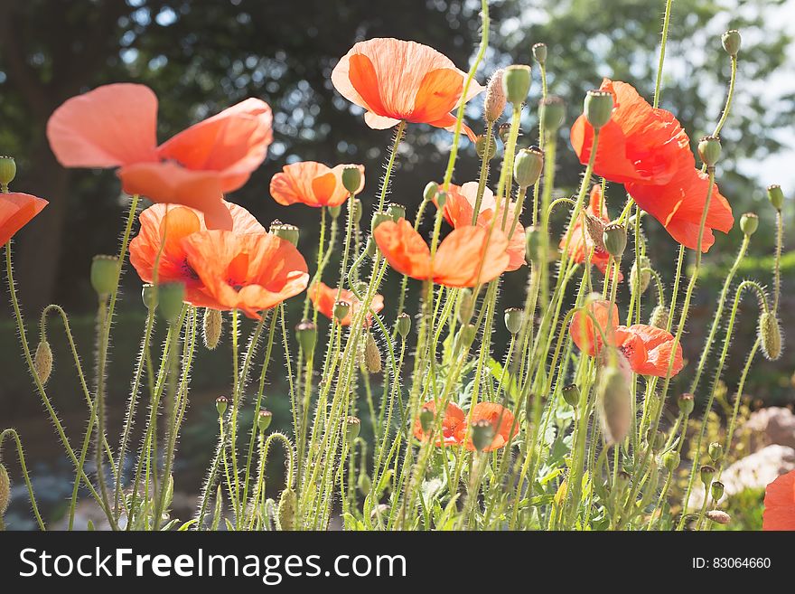 Poppy flowers in field