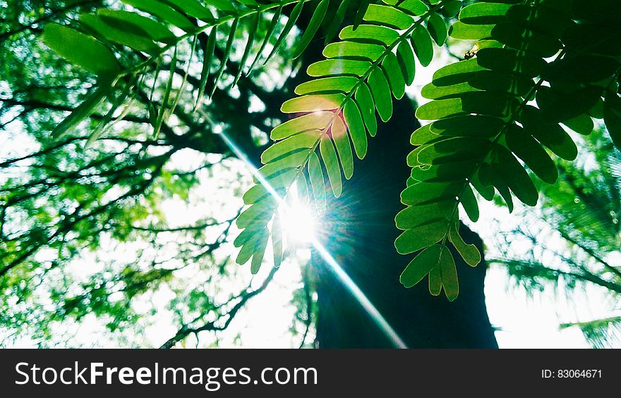Low Angle Photography of Green Leaves Plant With Tall Forest Tree