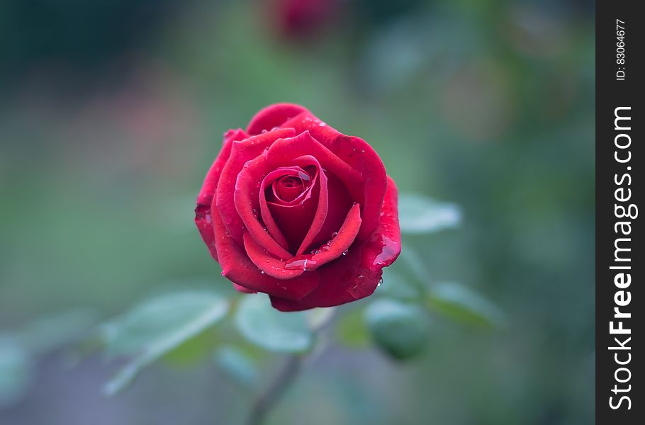 Red Rose