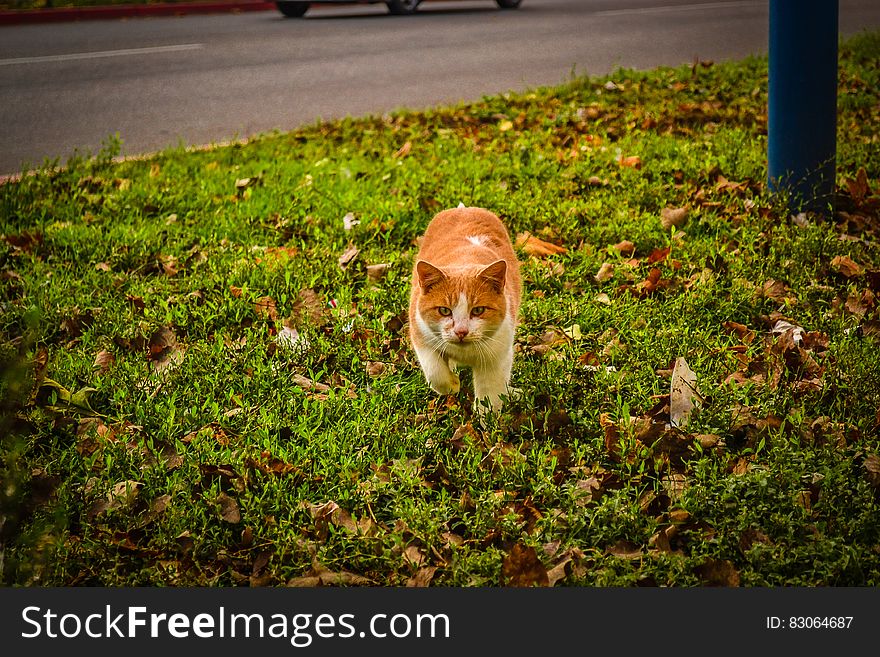 White and Orange Cat Walking on Green Grass during Dayime