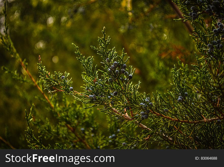 Close up of pine tree branches with berries on sunny day.