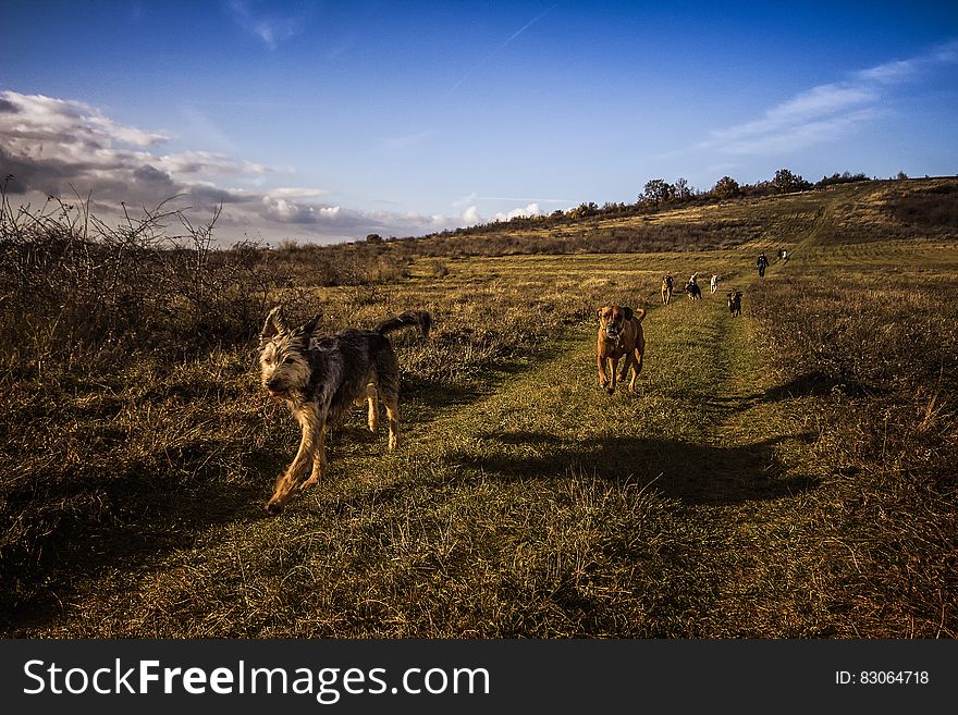Dogs Running on the Field Under Blue Sky