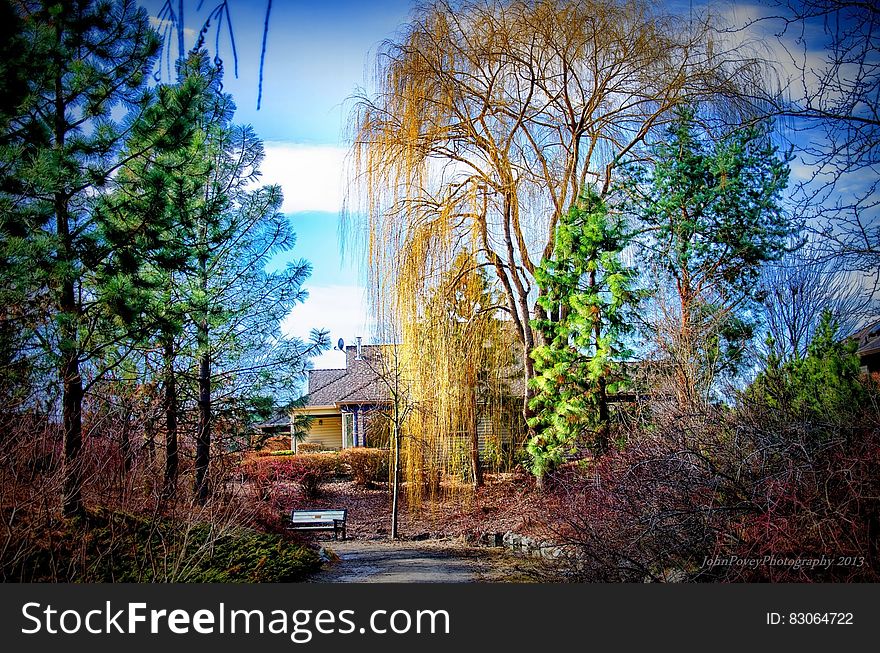 Green Tree Under Blue and Cloudy Sky during Day Time