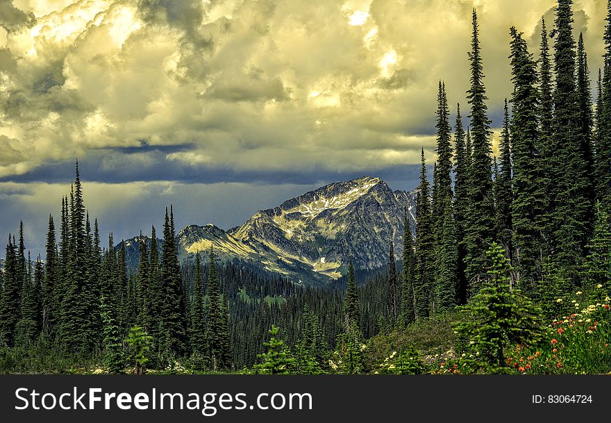 Green Leaved Trees and Snowy Mountain during Day
