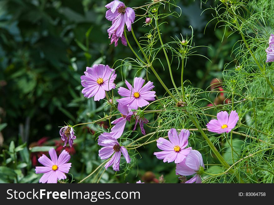 Close Up Photo Of Purple Petaled Flower