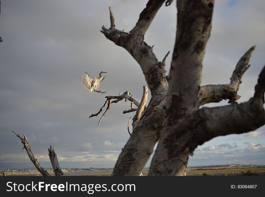 Bird Landing In Tree