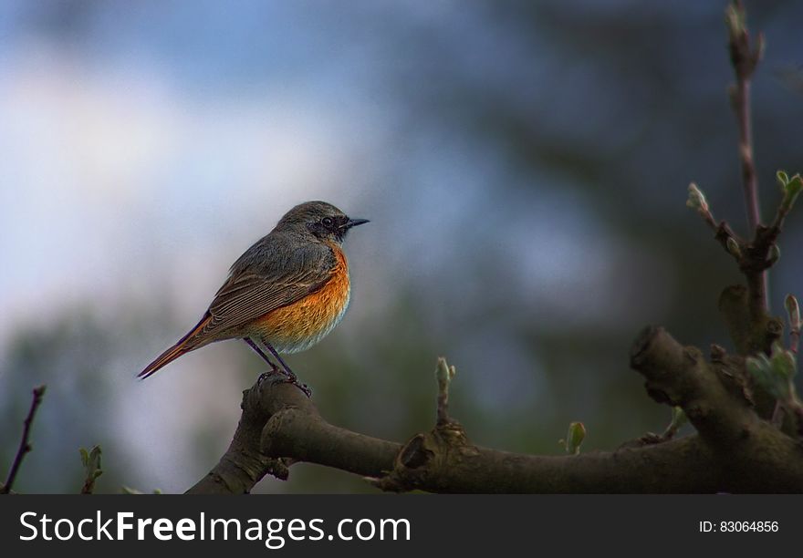 Redstart Portrait