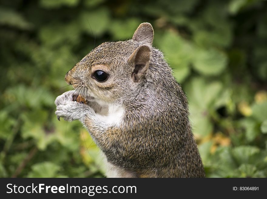 Close up portrait of brown squirrel eating nut outdoors. Close up portrait of brown squirrel eating nut outdoors.