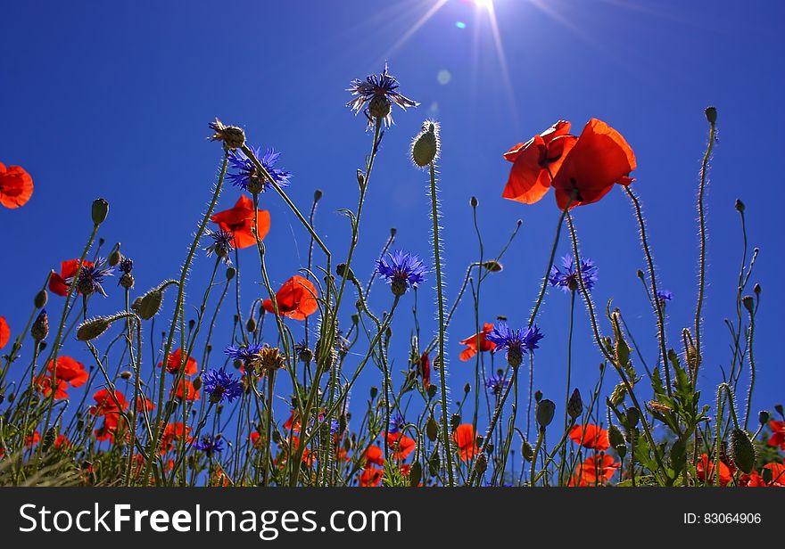 Orange Multi Petaled Flower Under Blue Sky During Daytime