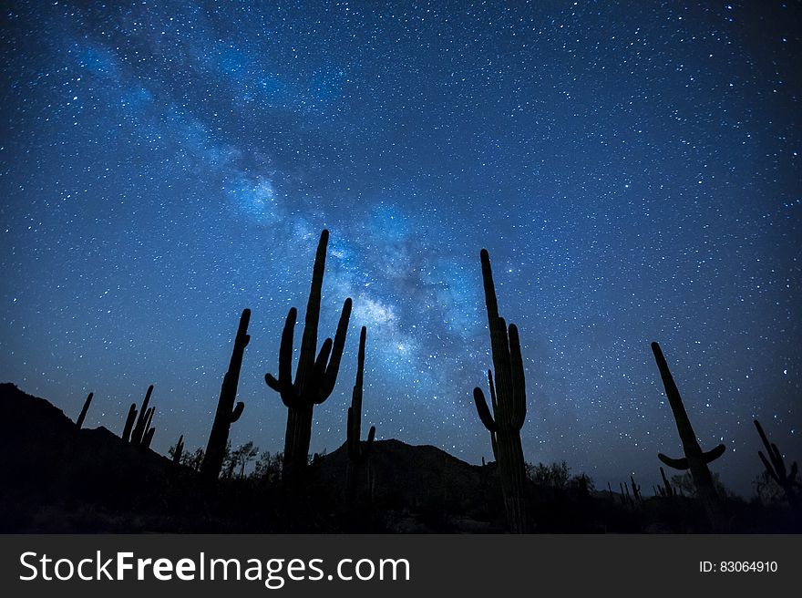 Cactus Plants Under the Starry Sky