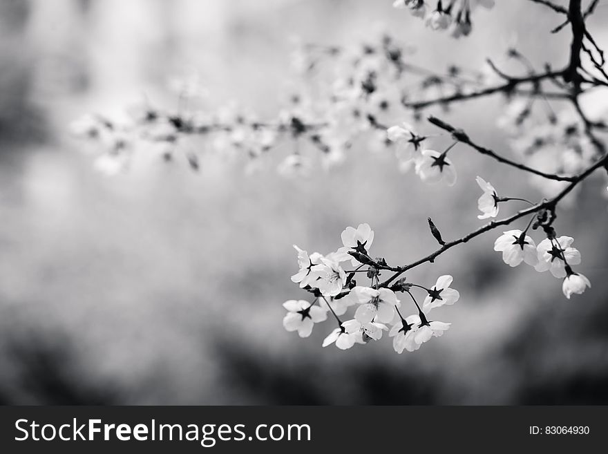 Spring blooms on cherry tree in black and white. Spring blooms on cherry tree in black and white.