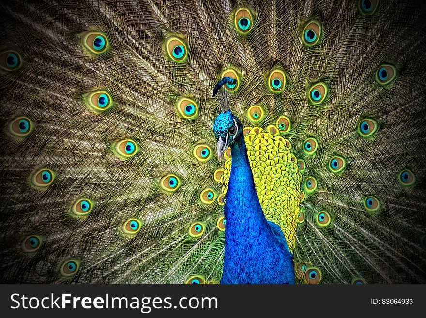 Blue And Green Peacock