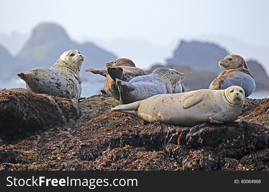 Common Seal on Shore