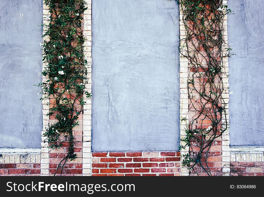 Ivy climbing bricks on outside wall. Ivy climbing bricks on outside wall.