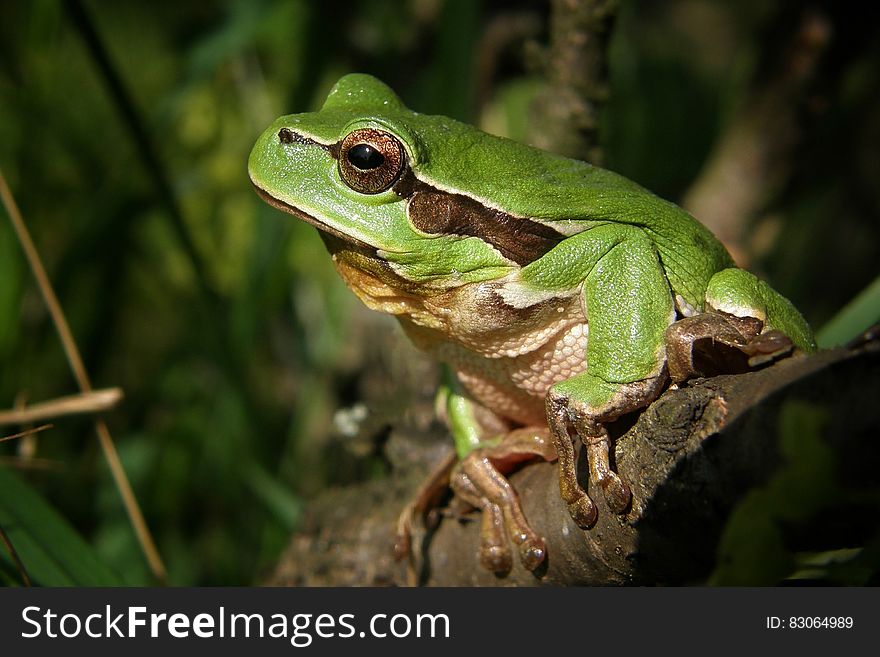 Green Frog in Brown Wood