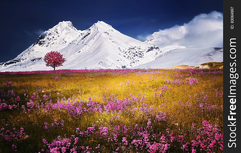 Wildflowers blooming in meadow by snow covered mountains on sunny day. Wildflowers blooming in meadow by snow covered mountains on sunny day.