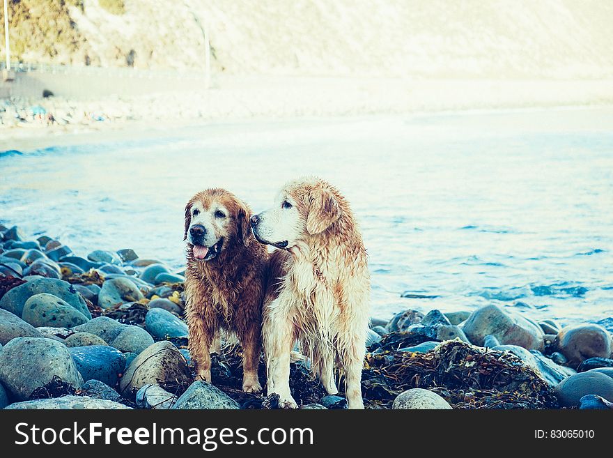 Wet dogs standing on rocks along shores of lake on sunny day. Wet dogs standing on rocks along shores of lake on sunny day.