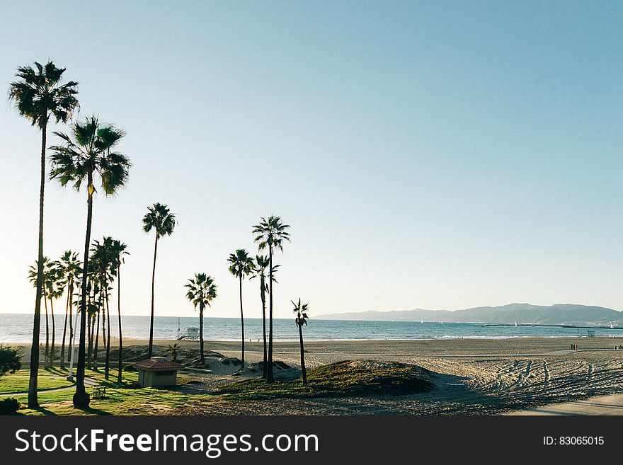 Palm trees on beach against blue skies on sunny day.