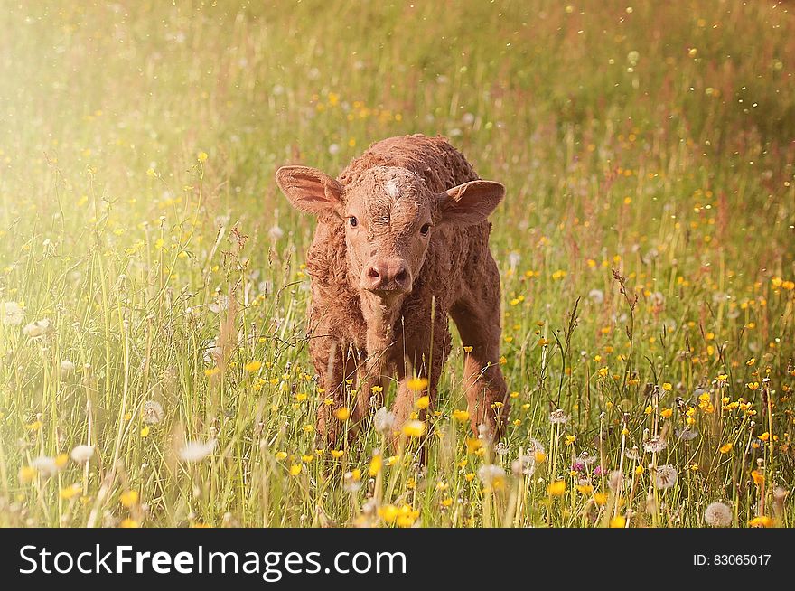 Brown Cub on Green Grass Field