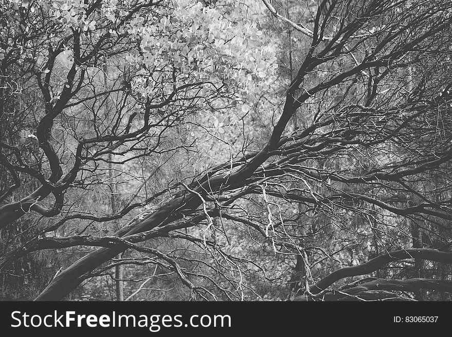 Close up of bare tree branches in black and white.