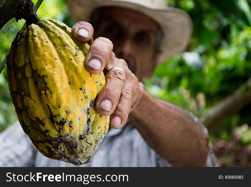 Man Picking Yellow Cocoa Fruit