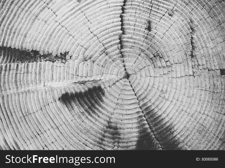 Close up texture of rings on wood in black and white.
