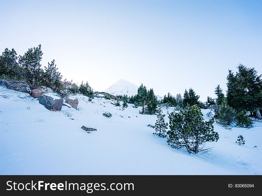 Trees and rocks on snowy mountain slopes on sunny day.