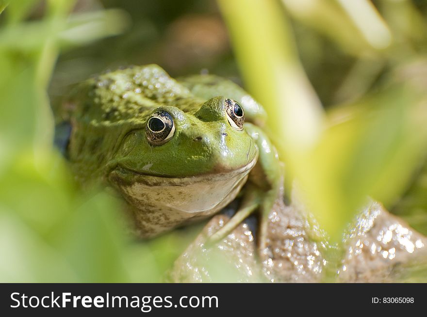 Portrait of green frog in grasses on sunny day. Portrait of green frog in grasses on sunny day.