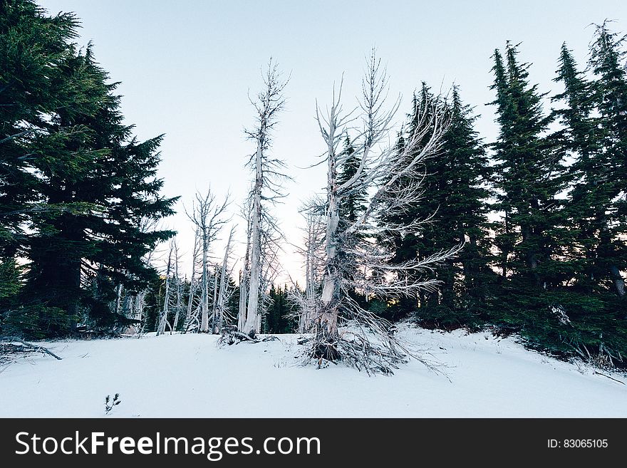 Snow covered field in pine forest on sunny day. Snow covered field in pine forest on sunny day.