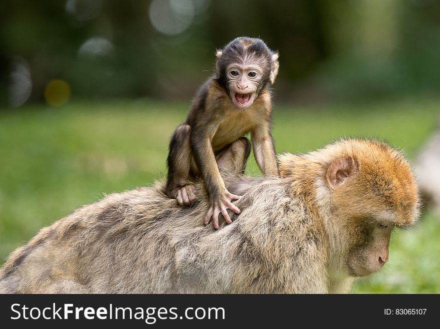 Baby Berber monkey on adult's back outdoors on sunny day. Baby Berber monkey on adult's back outdoors on sunny day.