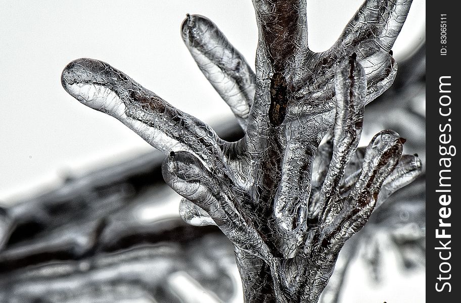 Close up of ice covering branch in black and white. Close up of ice covering branch in black and white.