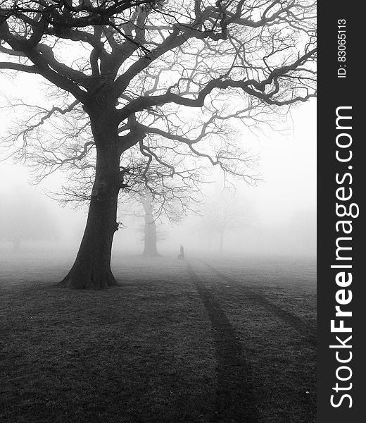 Silhouette of bare trees in country meadow in fog in black and white. Silhouette of bare trees in country meadow in fog in black and white.