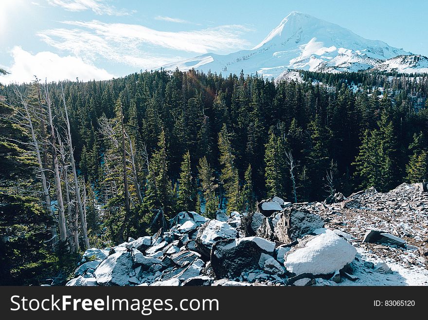 Evergreen forest and snowcapped mountain peak in the background. Evergreen forest and snowcapped mountain peak in the background.