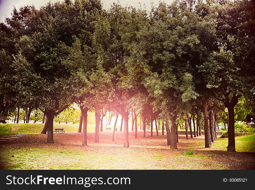 Sunny park with rows of trees and stone path with bench seat beside it.