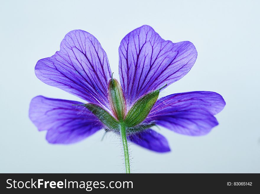 Green And 5 Petaled Purple Flower