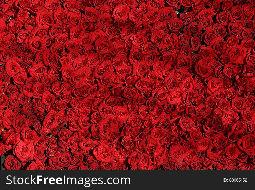 Abstract background of red roses. Abstract background of red roses.