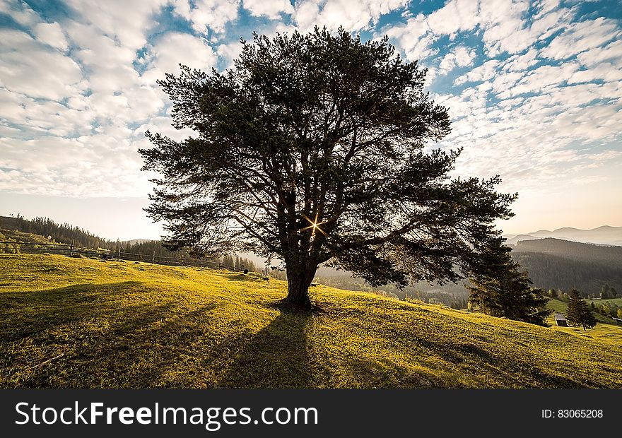 A branchy tree in a field near Campulung, Romania, early in the morning. A branchy tree in a field near Campulung, Romania, early in the morning.