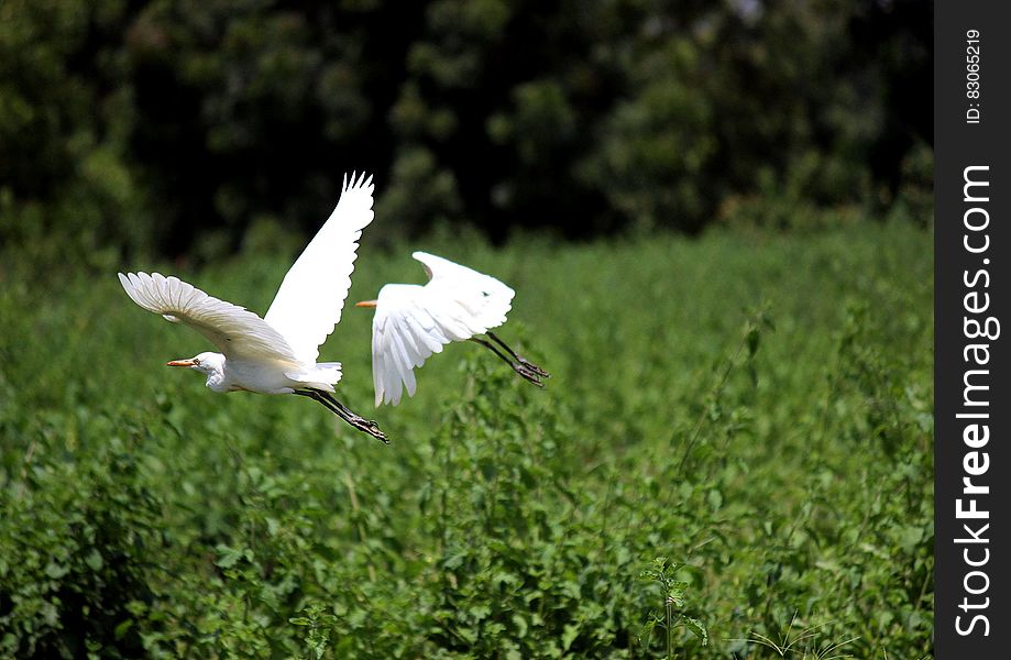 Two egrets flying low above a green wetland. Two egrets flying low above a green wetland.