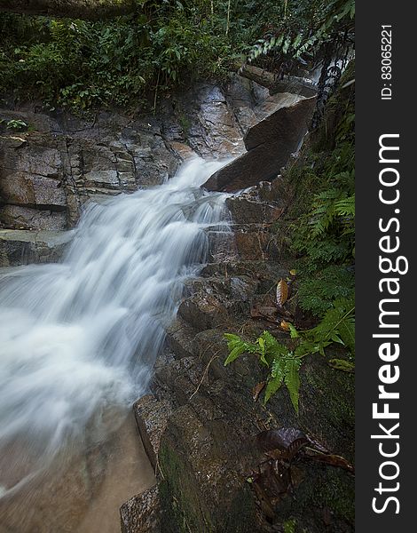 Green Bush in Water Fall